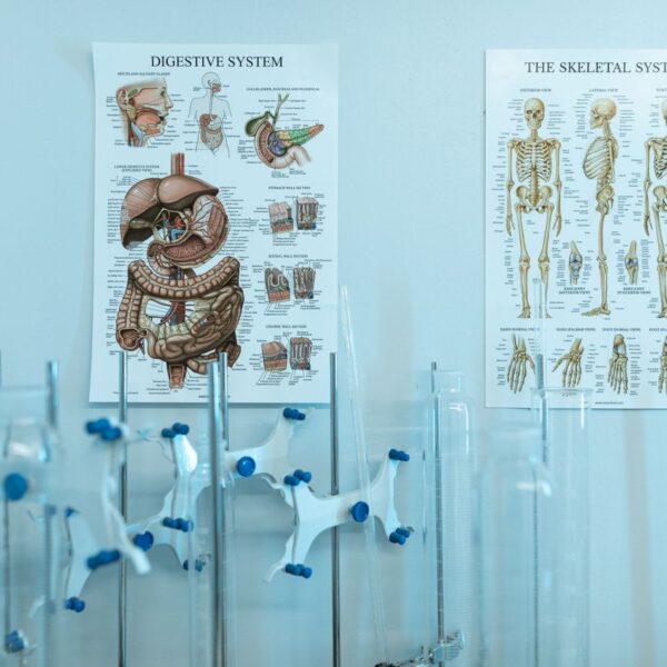 Corpo humano: sistemas, órgãos e como funcionam