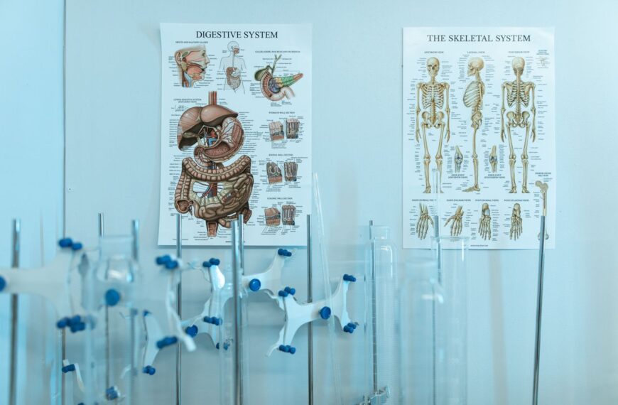 Corpo humano: sistemas, órgãos e como funcionam